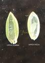  Upper Floret (upper lemma and upper palea)